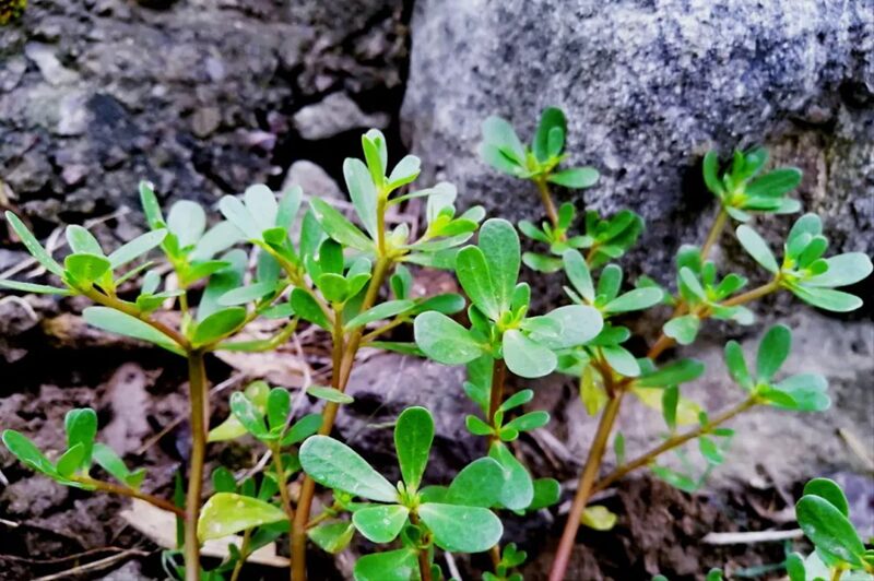 5 loại rau củ “tự mang độc tố”, nhất định phải chần qua nước sôi trước khi ăn 1 5 loại rau củ “tự mang độc tố”, nhất định phải chần qua nước sôi trước khi ăn