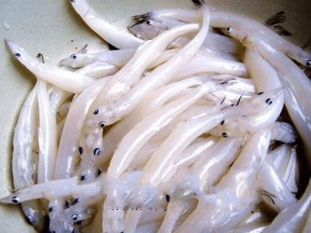 Việt Nam có loại cá đại bổ, được ví là "sâm nước", thịt ngọt như mì chính lại không xương viet nam co loai ca dai bo duoc vi la sam nuoc thit ngot nhu mi chinh lai khong