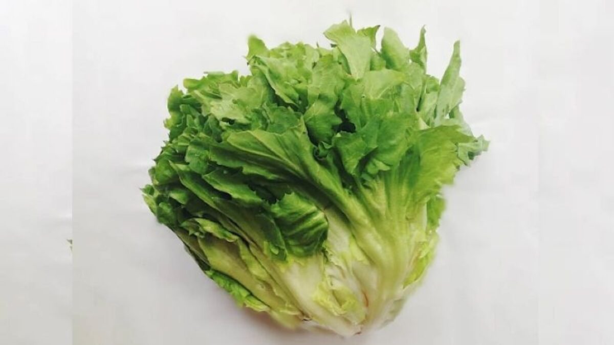 2 loại rau "khoái khẩu" mùa lạnh dễ thành ổ sán, nhất cái số 1 ngoài chợ bán nhiều 1 2 loại rau "khoái khẩu" mùa lạnh dễ thành ổ sán, nhất cái số 1 ngoài chợ bán nhiều