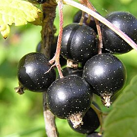 Loại quả nhỏ bé được vinh danh “Hương vị của năm 2026”: Giàu vitamin C vượt trội, tốt cho tim mạch và miễn dịch loai qua nho be duoc vinh danh huong vi cua nam 2026 giau vitamin c vuot troi tot cho tim mach va mien dich