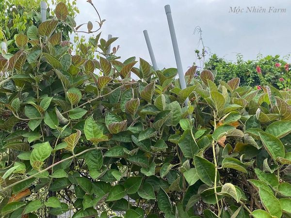 Loại lá "quét sạch" cơn ho mùa đông mà ít người biết loai la quet sach con ho mua dong ma it nguoi biet