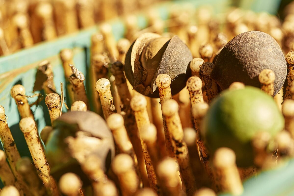 "Nữ hoàng các loại hạt" đắt đỏ bậc nhất thế giới, ví như vàng nâu: Việt Nam có hẳn 1 thủ phủ chuyên trồng nu hoang cac loai hat dat do bac nhat the gioi vi nhu vang nau viet nam co han 1 thu phu chuyen trong