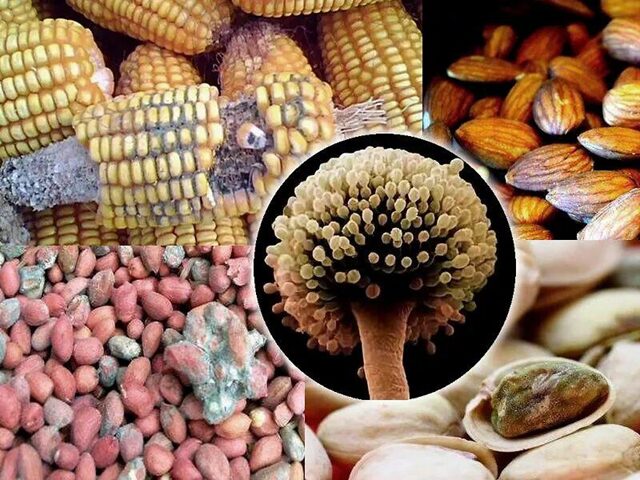 2 vợ chồng cùng lúc phát hiện ung thư gan, bác sĩ lắc đầu: 4 thực phẩm để lâu trong tủ lạnh sẽ "nuôi tế bào ung thư" 2 vo chong cung luc phat hien ung thu gan bac si lac dau 4 thuc pham de lau trong tu lanh se nuoi te bao ung thu